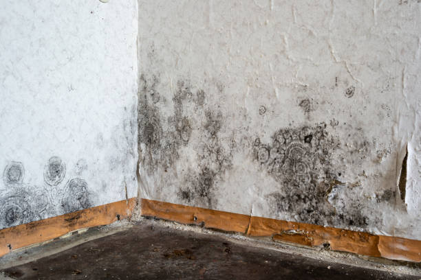 Best Professional Mold Removal  in USA